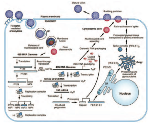 Alphavirus Replication Cycle